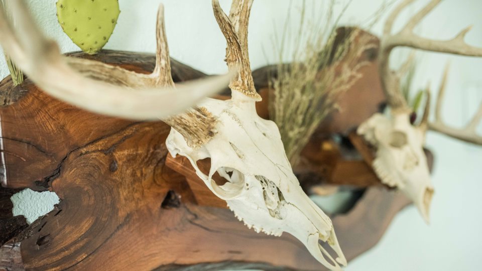 European Deer Antler skull mount Wall plaque Burnt Pine Wood Taxidermy 